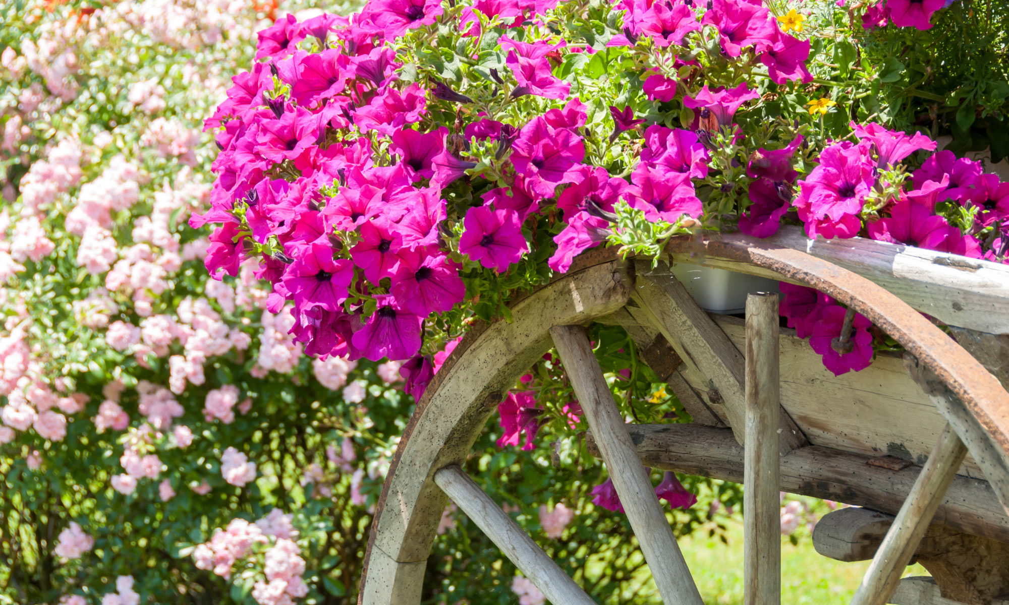 annuals