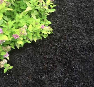 sweet peat