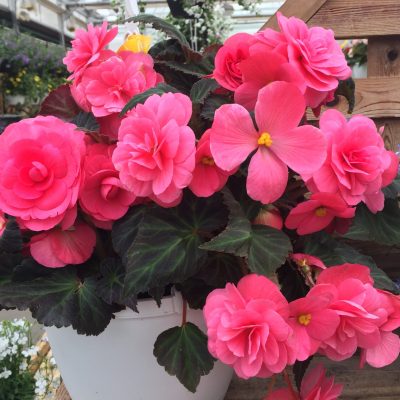 hanging basket 2017 hanging basket 2017
